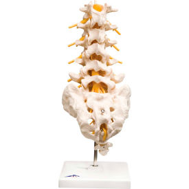 Anatomical Model - Lumbar Spinal Column
