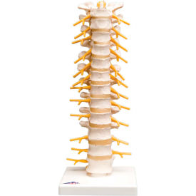 Anatomical Model - Thoracic Spinal Column