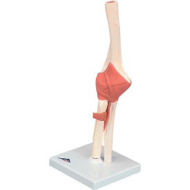 Anatomical Model - Functional Elbow Joint, Deluxe