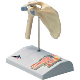 Anatomical Model - Mini Shoulder Joint with Cross Section of Bone on Base