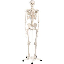 Anatomical Model - Stan The Classic Skeleton on Roller Stand