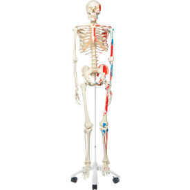 Anatomical Model - Max The Muscle Skeleton on Roller Stand