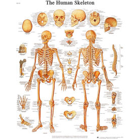 3B Anatomical Chart - Skeleton, Sticky Back