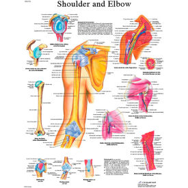 Anatomical Chart - Shoulder & Elbow, Paper