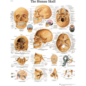 Anatomical Chart - Skull, Paper