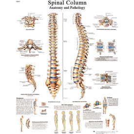 Anatomical Chart - Spinal Column, Laminated