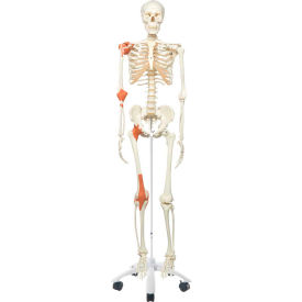 Anatomical Model - Leo The Ligament Skeleton on Roller Stand