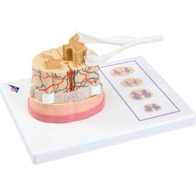 Anatomical Model - Spinal Cord with Nerve Branches