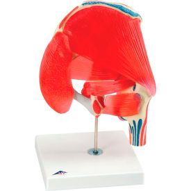 Anatomical Model - Hip Joint with Removable Muscles, 7-Part
