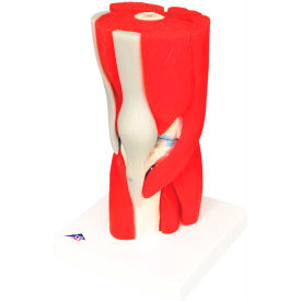 Anatomical Model - Knee Joint with Removable Muscles, 12-Part
