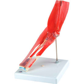 Anatomical Model - Elbow Joint with Removable Muscles, 8-Part