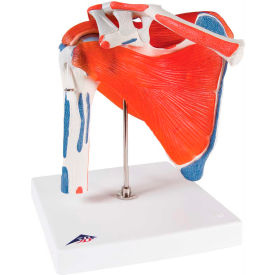 Anatomical Model - Shoulder Joint with Rotator Cuff