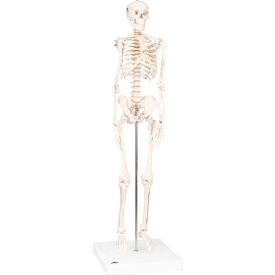 Anatomical Model - Sectional Knee Joint Model, 3-Part