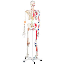 Anatomical Model - Sam The Super Skeleton on Roller Stand