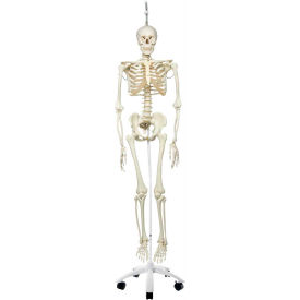Anatomical Model - Phil The Physiological Skeleton on Roller Stand