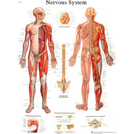 Anatomical Chart - Nervous System Chart, Paper