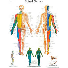 Anatomical Chart - Spinal Nerves, Laminated