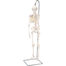 Anatomical Model - Shorty The Mini Skeleton on Hanging Stand