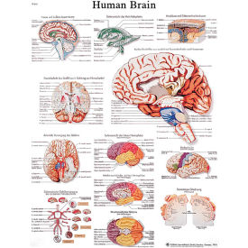 3B Anatomical Chart - Brain