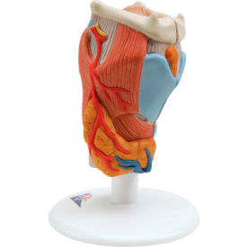 Anatomical Model - Larynx, 2-Part