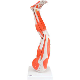 Anatomical Model - Regular Muscular Leg, 9-Part