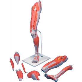 Anatomical Model - Deluxe Muscular Leg, 7-Part