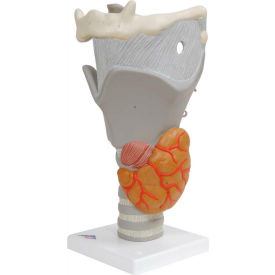 Anatomical Model - Functional Larynx (2.5X Size)