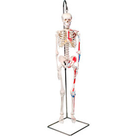 Anatomical Model - Shorty The Mini Skeleton with Muscles on Hanging Stand