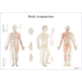 Anatomical Chart - Acupuncture Body, Paper