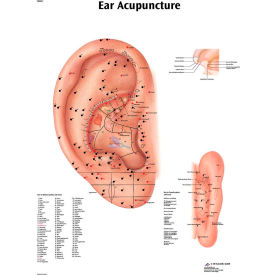 Anatomical Chart - Acupuncture Ear, Laminated