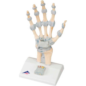 Anatomical Model - Hand Skeleton with Ligaments
