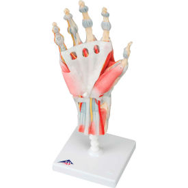 Hand Skeleton with Removable Ligaments & Muscles, 4-Part