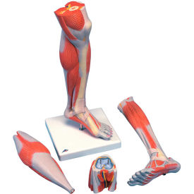 Anatomical Model - Life Size Lower Muscle Leg with Detachable Knee, 3-Part