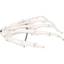 Anatomical Model - Loose Bones, Hand Skeleton, Left