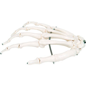 Anatomical Model - Loose Bones, Hand Skeleton, Right