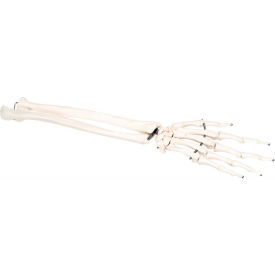 Anatomical Model - Loose Bones, Hand Skeleton with Ulna and Radius, Left