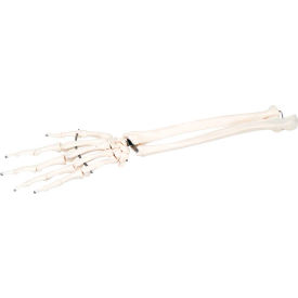 Anatomical Model - Loose Bones, Hand Skeleton with Ulna and Radius, Right