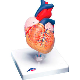 Anatomical Model - Heart, 2-Part