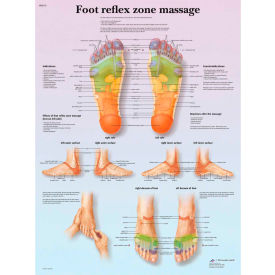 Anatomical Chart - Foot Massage, Reflex Zone, Laminated