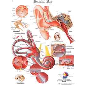 3B Anatomical Chart - Ear, Paper