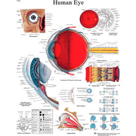 Anatomical Chart - Eye, Laminated
