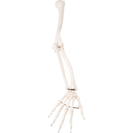 Anatomical Model - Loose Bones, Arm Skeleton, Right