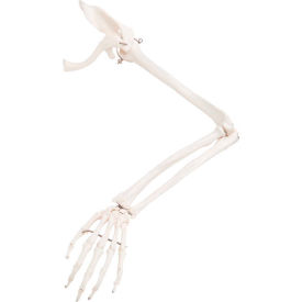 Anatomical Model - Loose Bones, Arm Skeleton with Scapula and Clavicle, Left