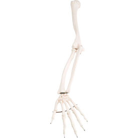 Anatomical Model - Loose Bones, Arm Skeleton, Left