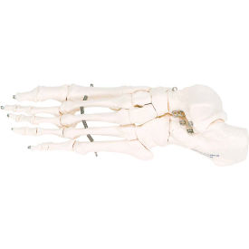 Anatomical Model - Loose Bones, Foot Skeleton, Left