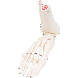 Anatomical Model - Loose Bones, Foot Skeleton with Ankle, Right