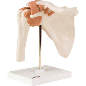 Anatomical Model - Functional Shoulder Joint