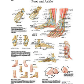 Anatomical Chart - Foot & Ankle, Sticky Back
