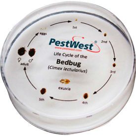 PestWest CSI Kit Replacement Parts - Bed Bug Specimen Life Cycle