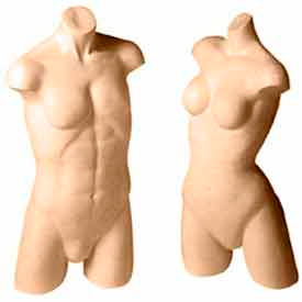 Ladies' Active Wear Torso Form